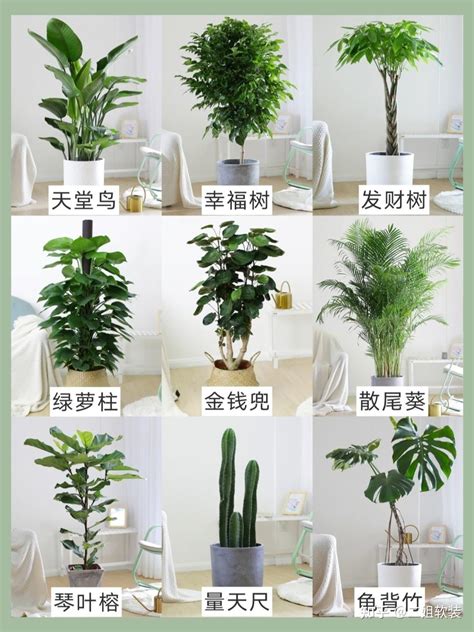 家里放什么植物好|适合放在室内的11种绿植，你家里放对绿植了吗？